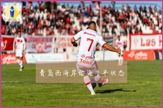 青岛西海岸的海牛平状态